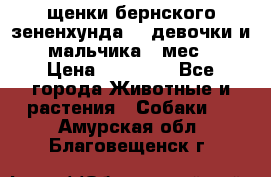 щенки бернского зененхунда. 2 девочки и 2 мальчика(2 мес.) › Цена ­ 22 000 - Все города Животные и растения » Собаки   . Амурская обл.,Благовещенск г.